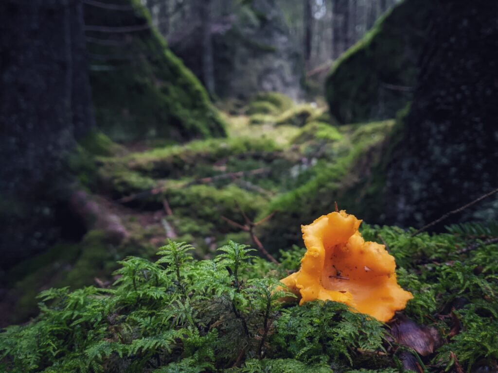 Kanttarelli metsässä.