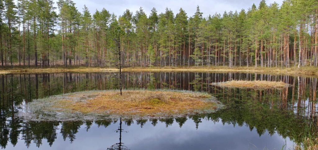 Pieni suolampi matkalla parkkipaikalta kohti Iso-Melkuttimen rantaa.