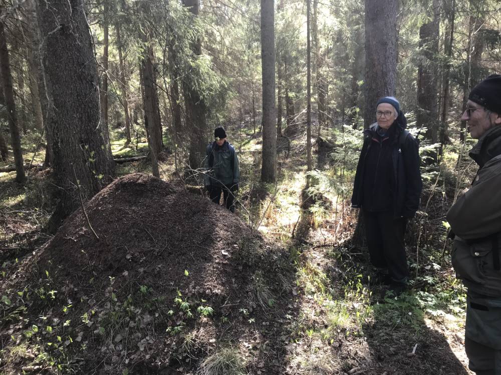 Myrstack och människor i skogen