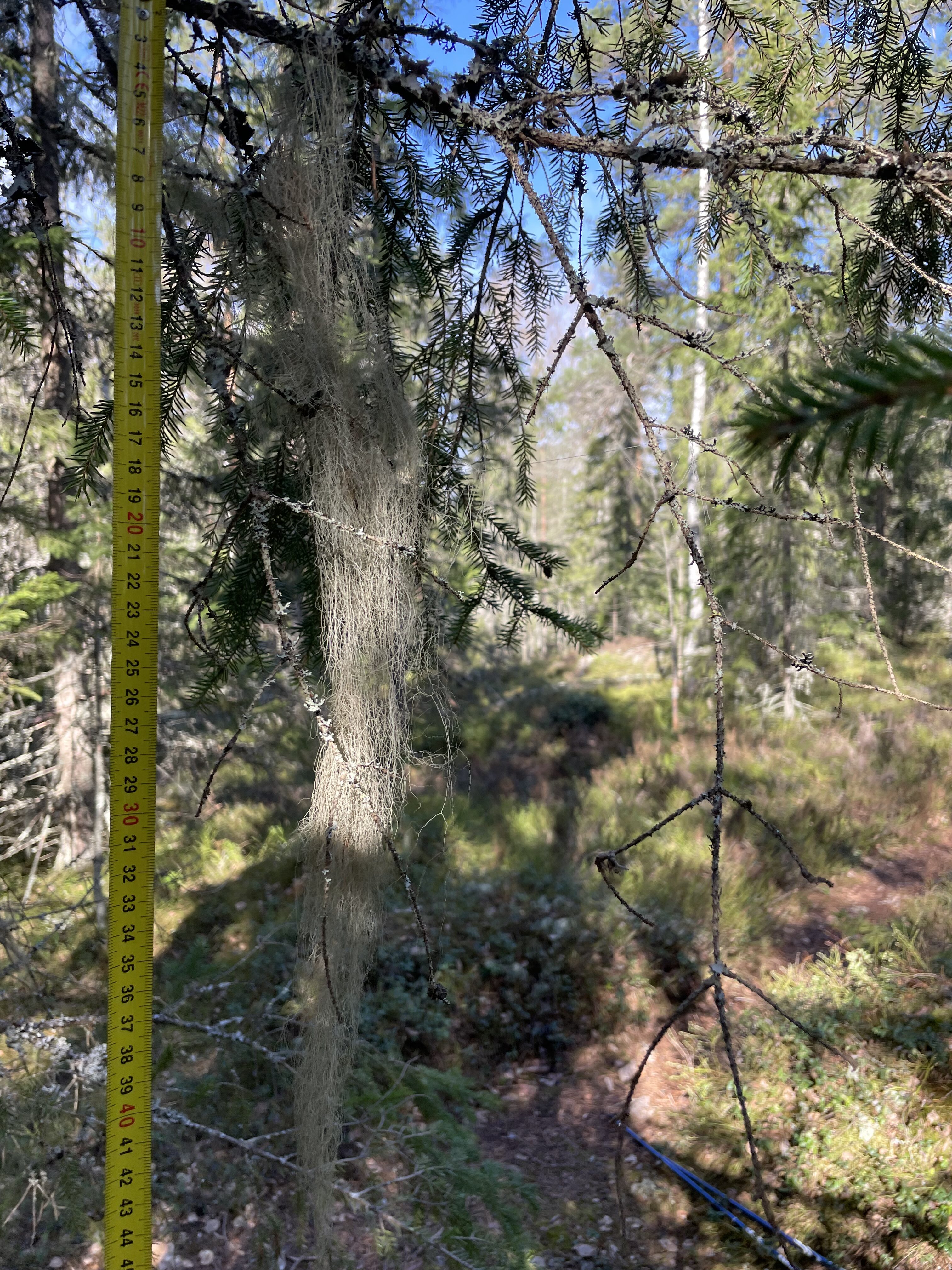Pitkä roikkuva naava Jänisvuorella