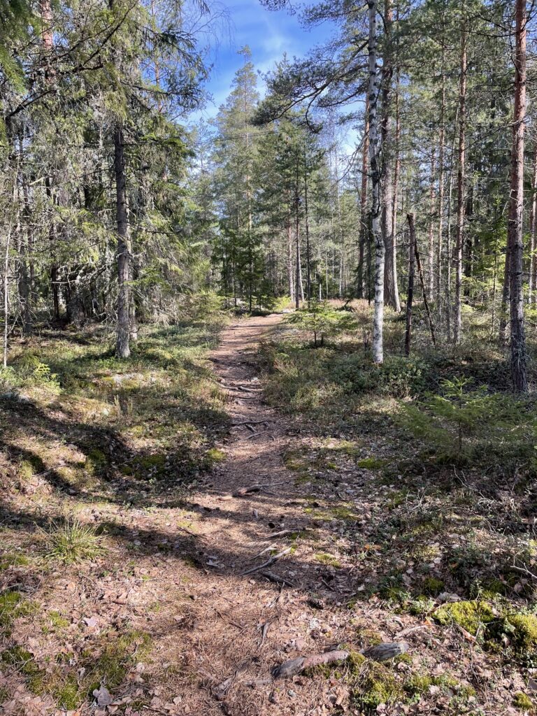 Valmis polku tallottavaksi Jänisvuoren ylängöllä