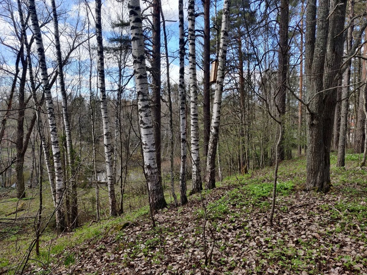 Kumitehtaan metsää ja lampea.