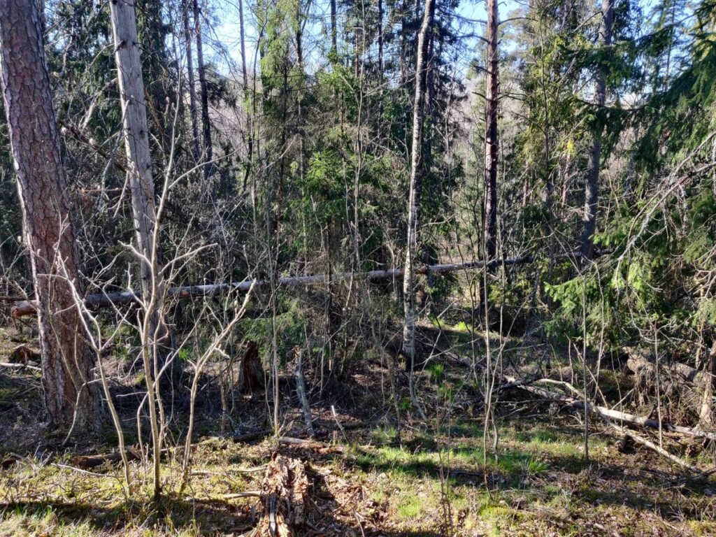 Näkymä Savionojalle laskevalta rinteeltä.