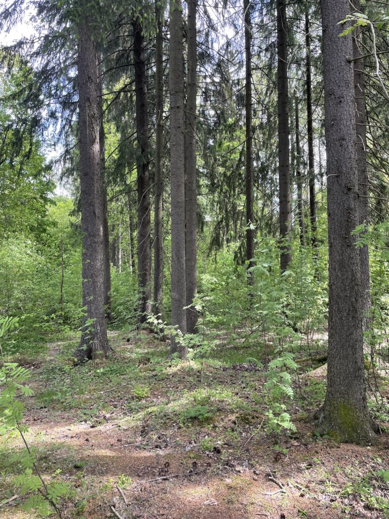 Heikkilänmäki, kuusia. Kuvaaja Pekka Hällström.
