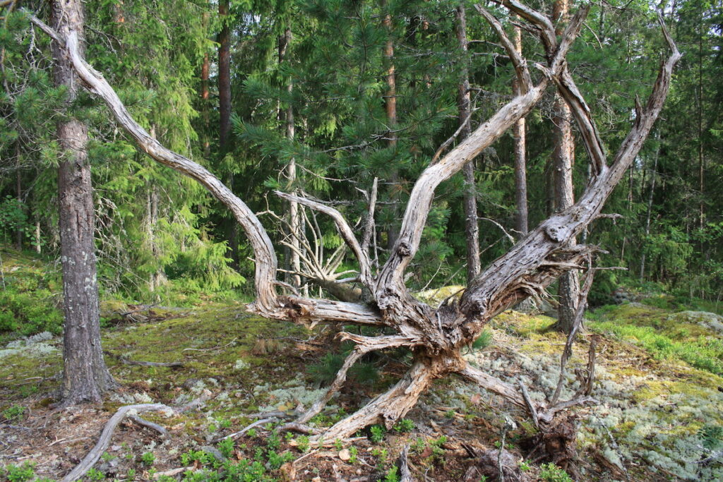 Skogsterin metsä. Vanha juurakko. Kuvaaja Pekka Hellström.