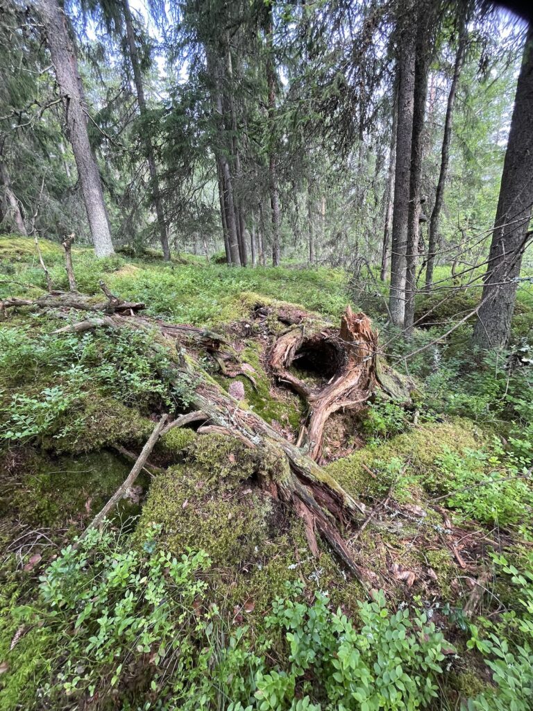 Skogsterin metsä. Vanha kanto. Kuvaaja Pekka Hellström.