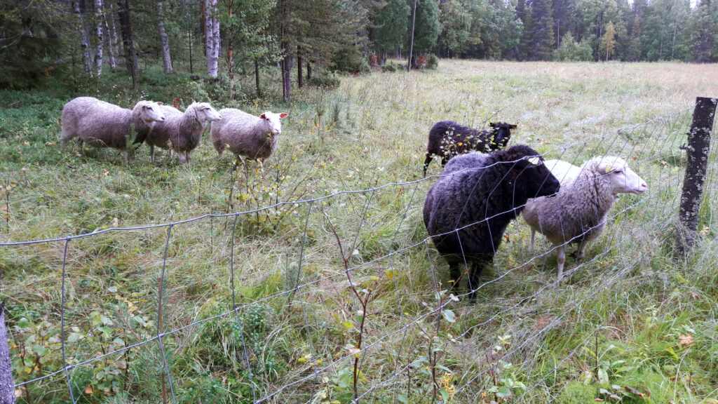 Lampaat kesätöissä Särestössä kesällä 2017.