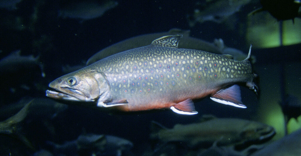 Puronieriä on istutettu vieraslaji.