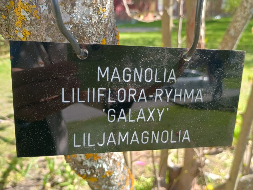 Tietokyltti, jossa lukee: magnolia, liliiflora-ryhmä, galaxy, liljamagnolia