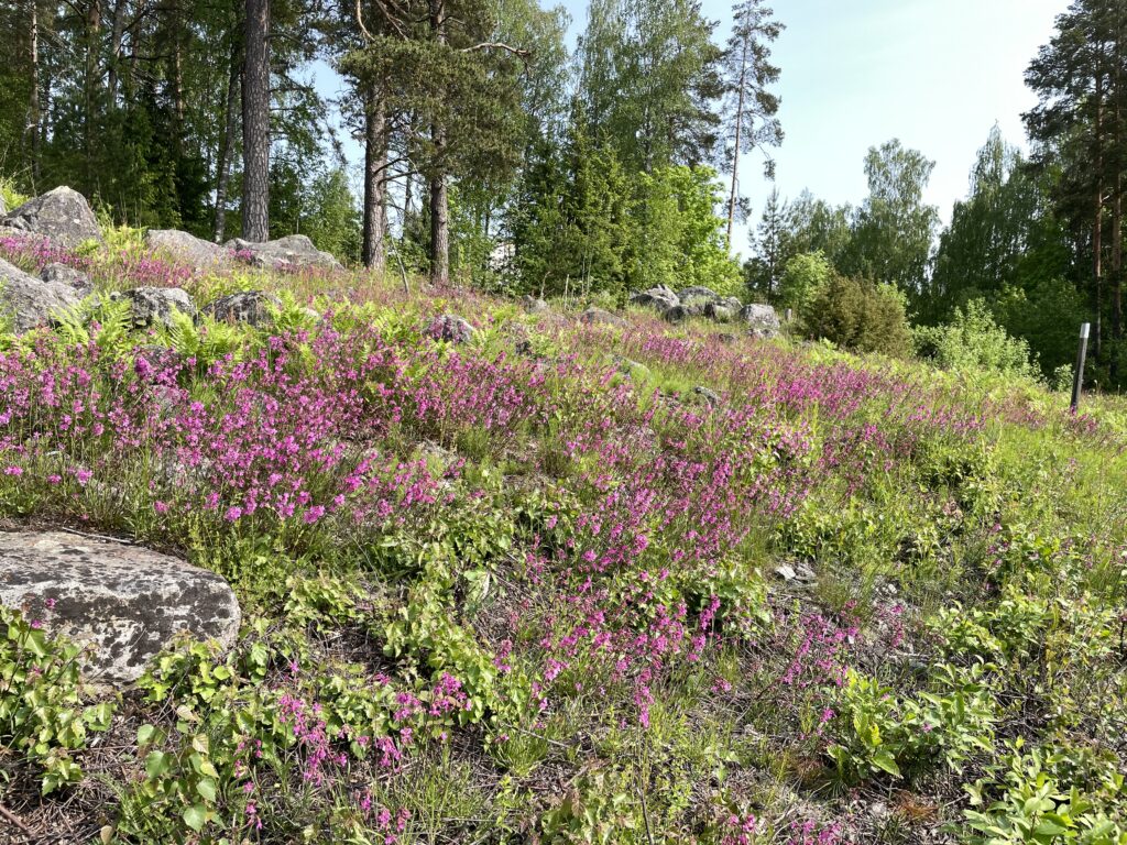 Mäkitervakko kukkii upeassa punaisen sävyssä