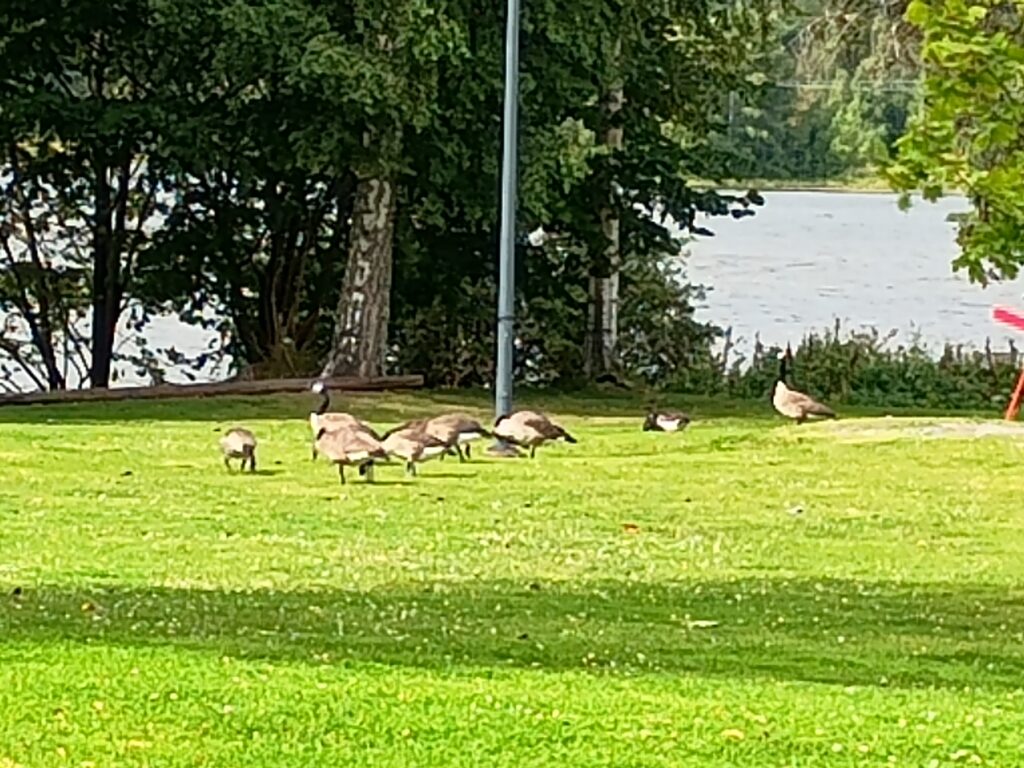 Kanadanhanhia vihreällä nurmikolla.
