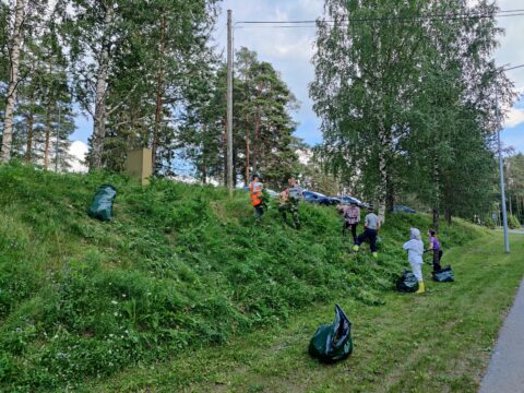 Alavudella kitketään lupiinia. Kuva S. Pitkänen