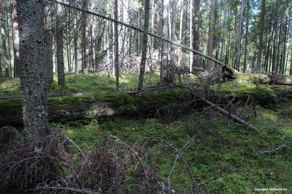 Seitsemisen metsää. Kuva S. Korpi.