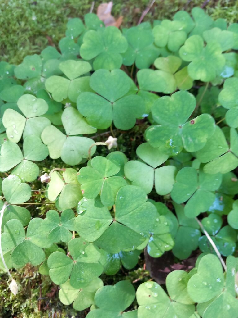 Ketunleipä eli käenkaali.