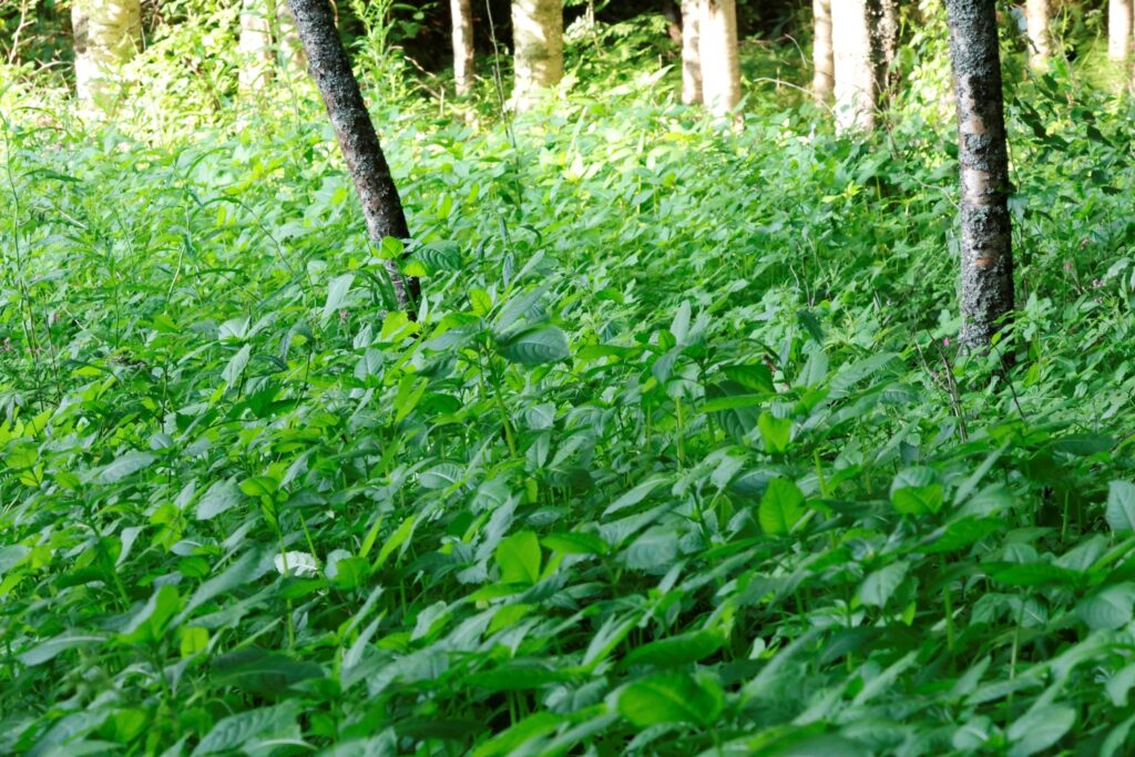 rehev&auml;&auml; j&auml;ttipalsamikasvustoa mets&auml;ss&auml;