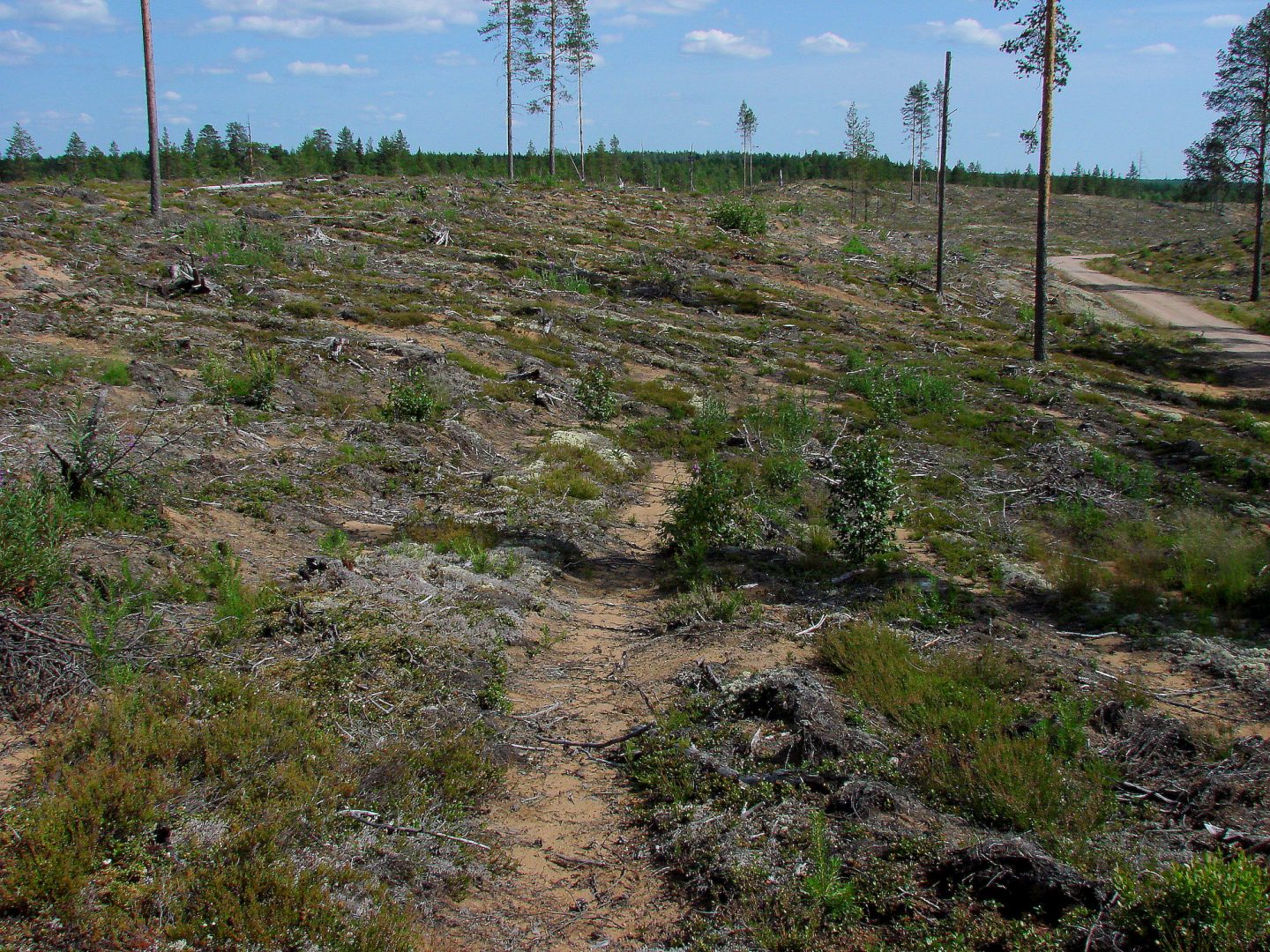 Metsätaloustoimia Pohjois-Pohjanmaalla. Kuva: Mauri Huhtala