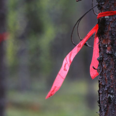 Metsäpalstan rajaa merkitsevä nauha. Kuva: Jani Seppänen / Vastavalo