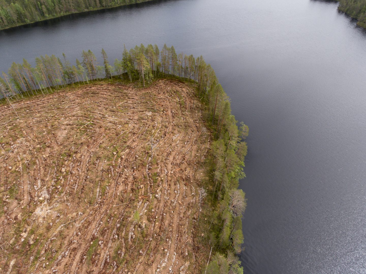 Metsähallituksen avohakkuu ulottuu aivan järven rantaan saakka. Kuvattu kesäkuussa Honkanen-järvellä. Kuva: Petri Sipilä / Greenpeace