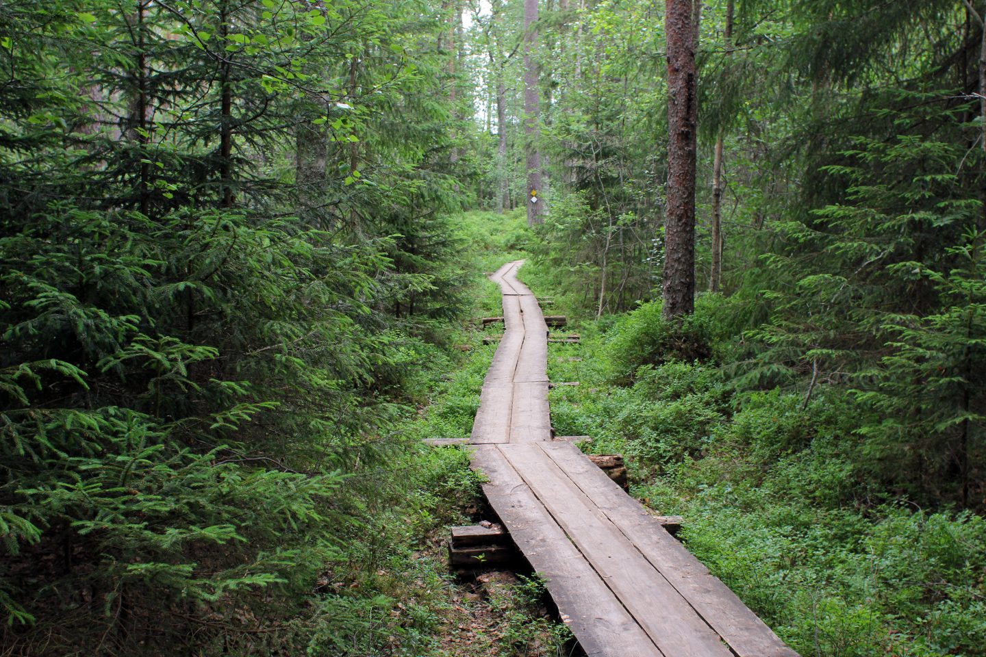 Pitkospuut Liesjärven kansallispuistossa kesäyönä.