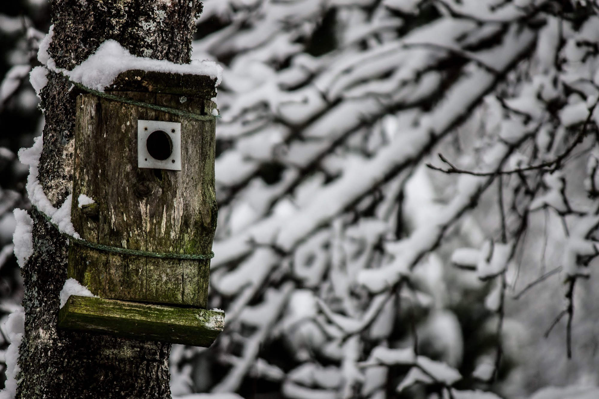 Kuvassa on vanha linnunpönttö lumisessa maisemassa.