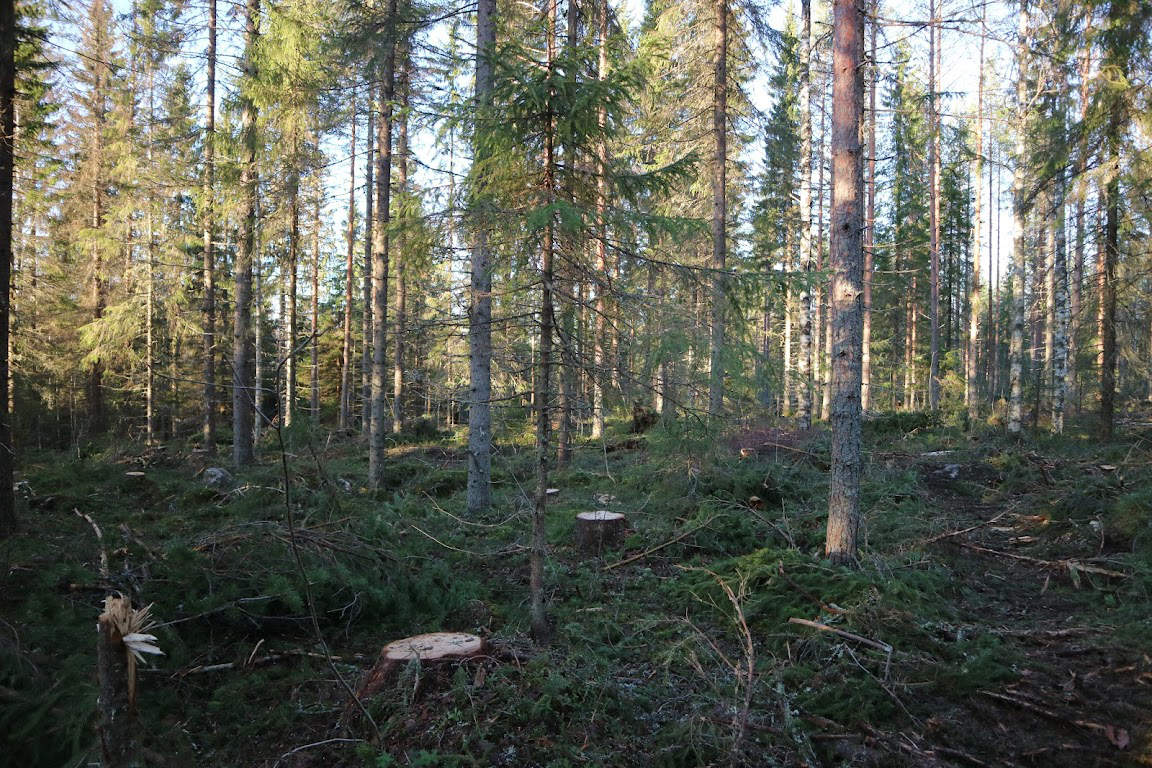 Kuvassa on metsää, jota on käsitelty jatkuvapeitteisellä kasvatuksella.