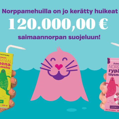 Iloinen saimaannorppahahmo kertoo saimaannorpan pillimehuilla kerätys 120 000 euroa saimaannorpan suojeluun.
