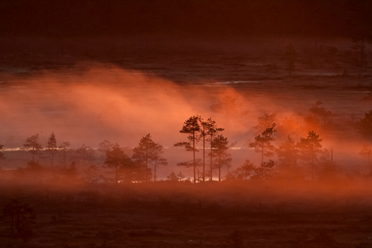 Luontokuva, jossa nähdään auringonnousu ja aamu-usvaa Torronsuon kansallispuistossa