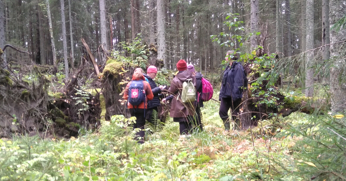 Valokuva. Ryhmä ihmisiä seisoo metsässä kaatuneiden kuusten juurakoiden ympäröimänä