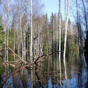 Tapiolan suojelumetsä Poosjärvi. Kuva: Raimo Hakila