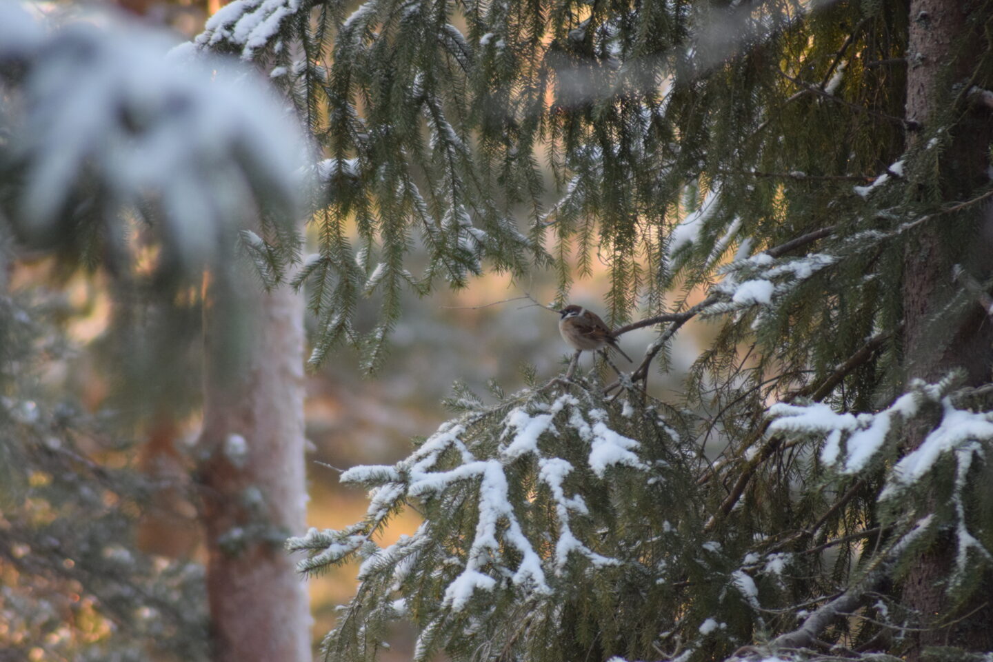 lintu istuu puussa
