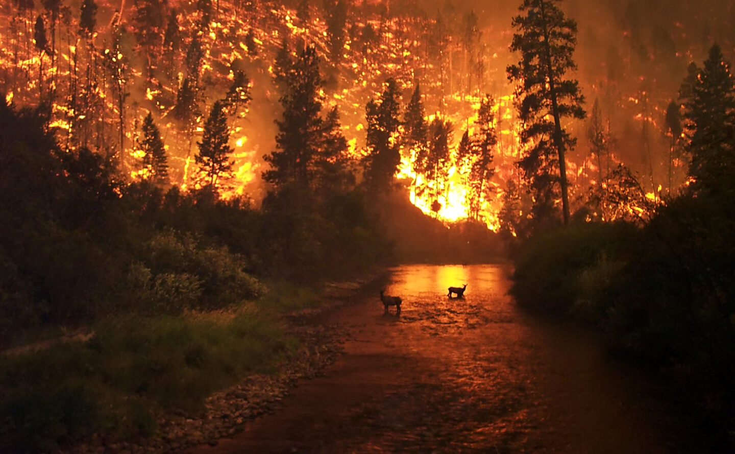 Wildfire and deers