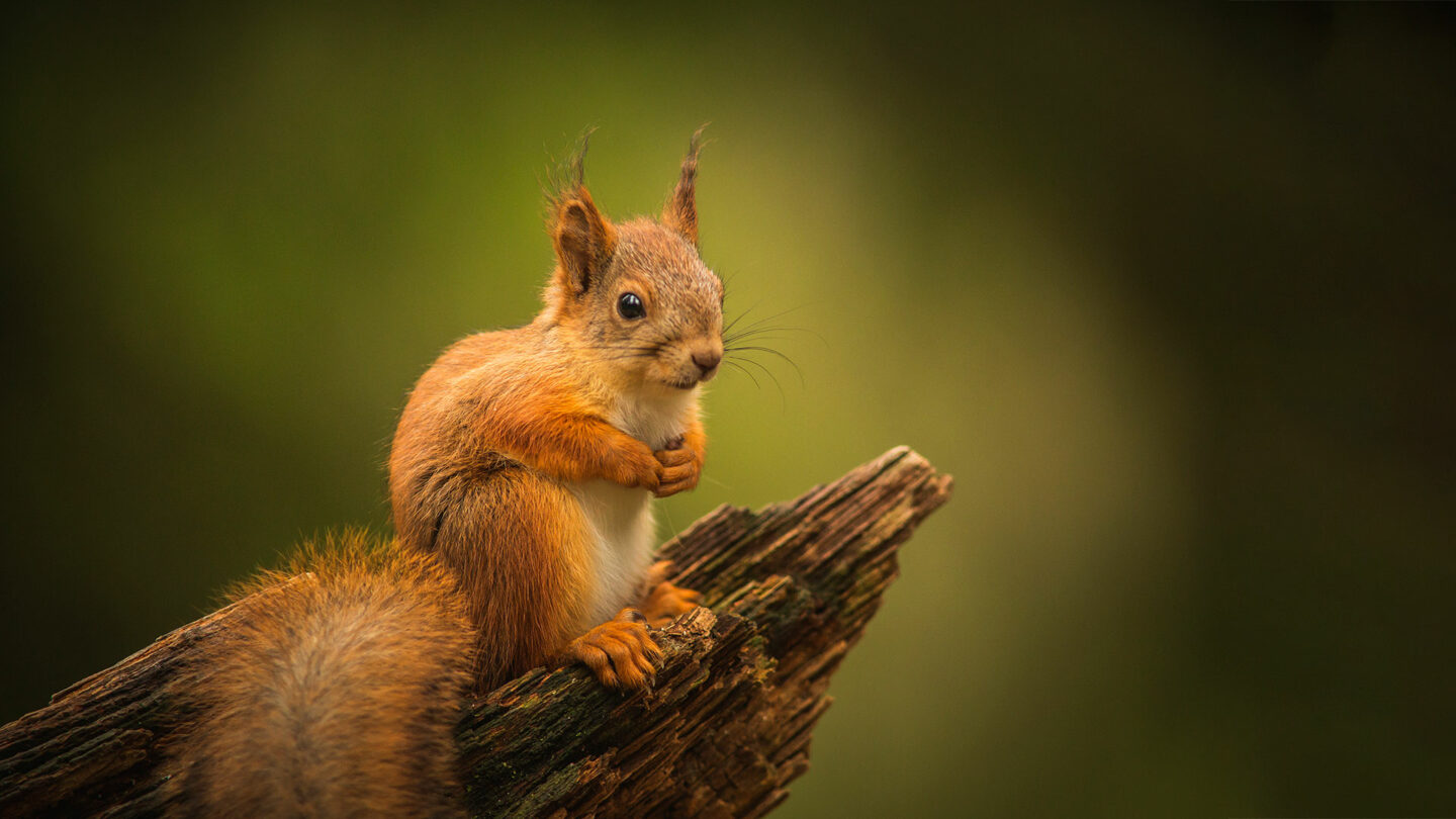 Orava istuu puun oksalla.