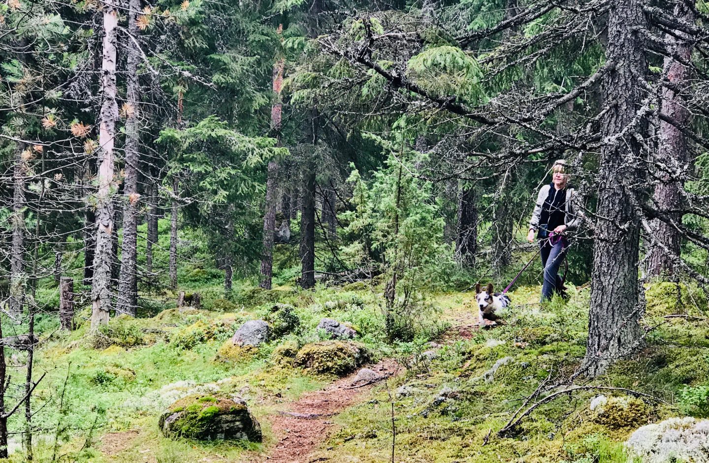 Kallioisessa metsässä polulla gorkirotuisen koiran kanssa.