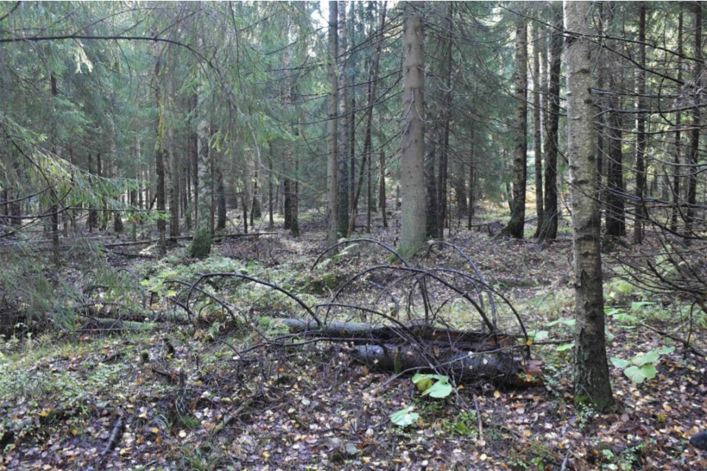 Vantaan Kivistöntähden asemakaava-alueen metsää. Kuva: Kimmo Jääskeläinen