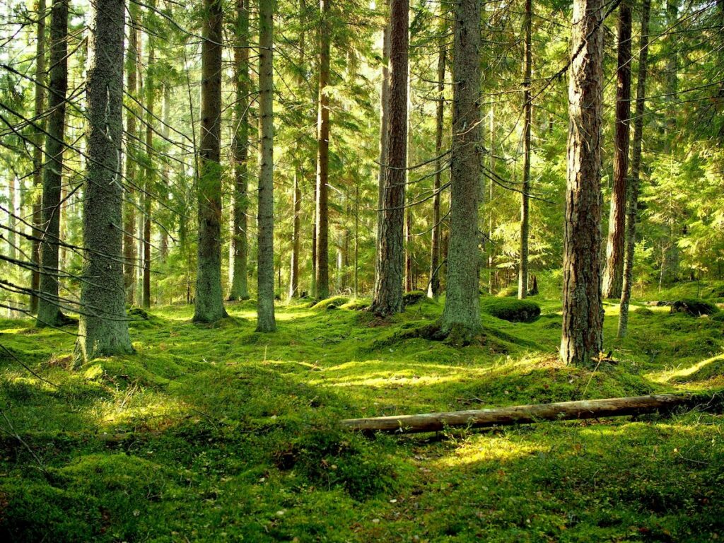 Kuvassa vihreyttä loistava puinen sammalen peittämä metsä Haltialassa.