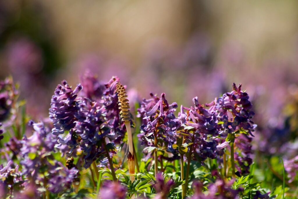 Kuvassa useampia violetteja pystykiurunkannuskukkia niityllä.