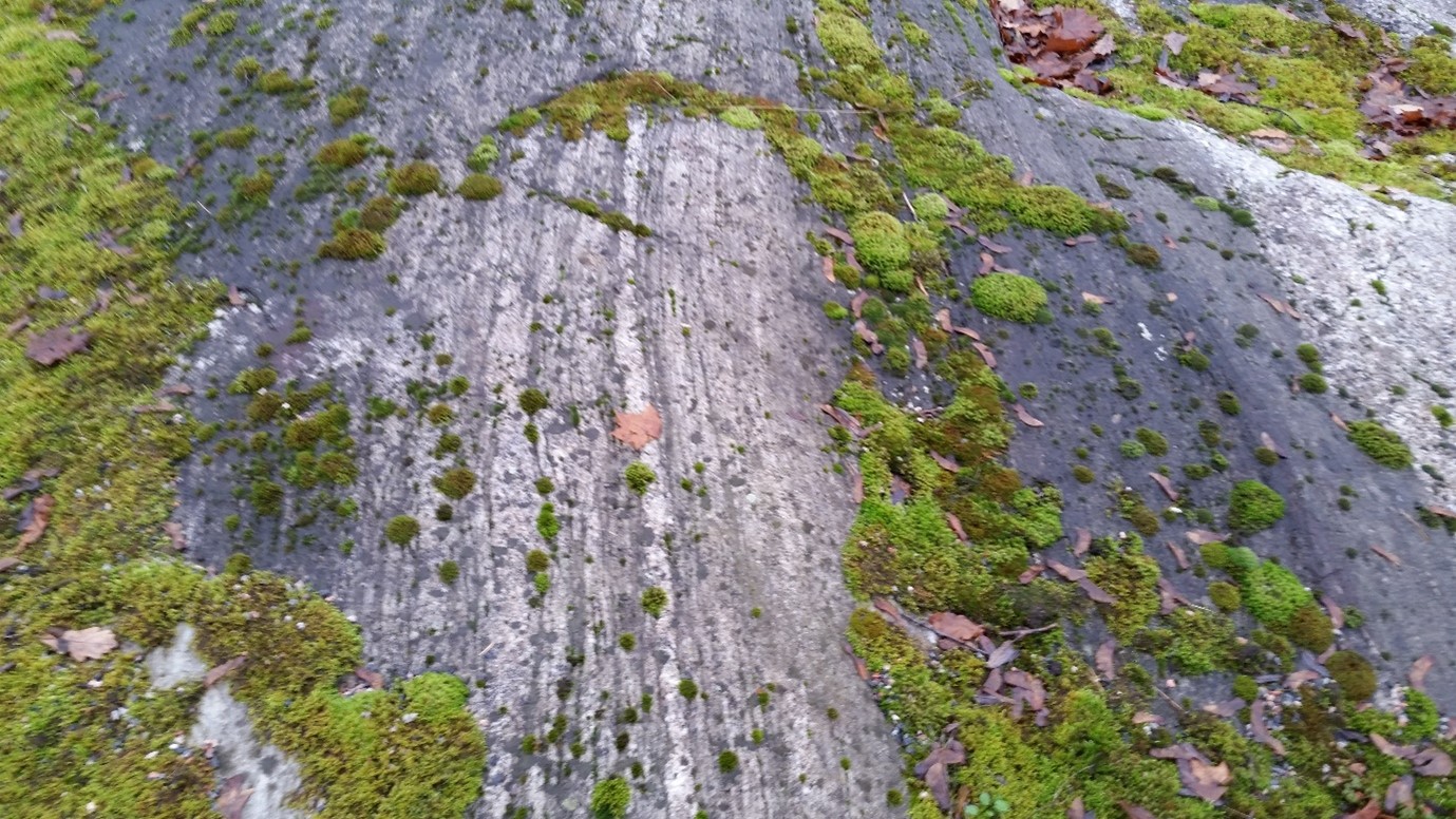 Kuva kalliopaljastuman raidallisesta pinnasta, jota peittää osin vihreä sammal.