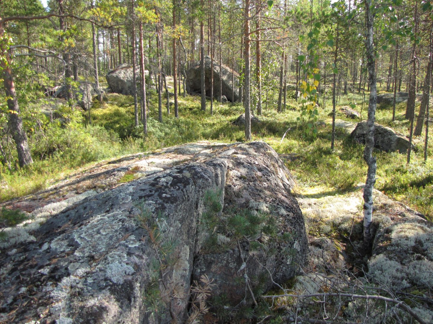 kivikkoinen metsä