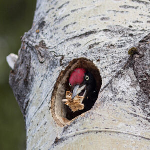 Palokärki kurkistaa puun kolosta nokassaan puusilppua.