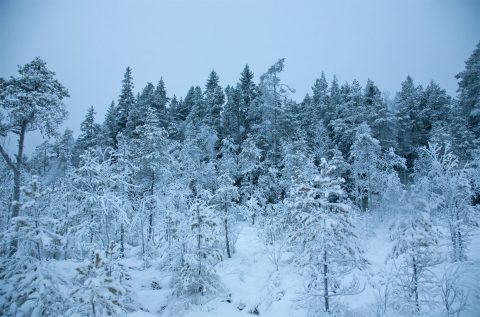 Talvimaisema Kruununmaalta. Kuva: Esko Rajala