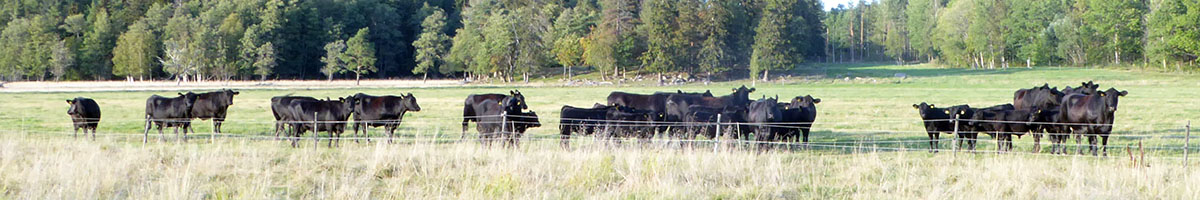 Karjaa laiduntamassa 
