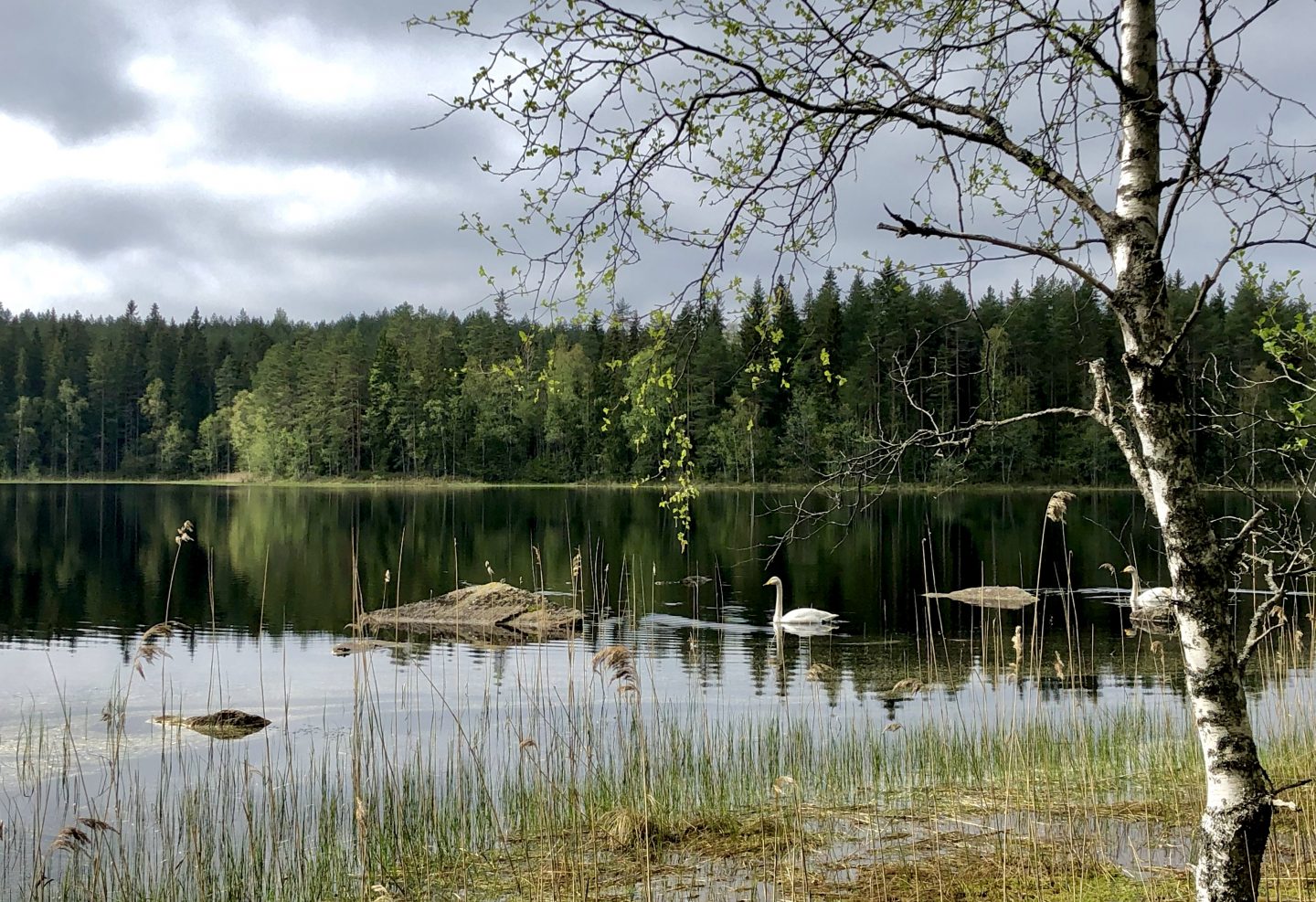 Joutsen järvimaisemassa