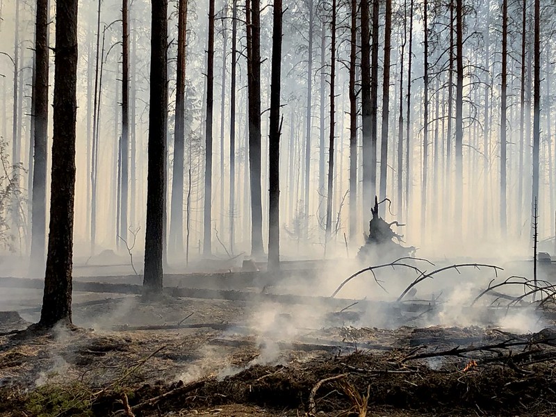 metsän ennallistus polttamalla, mustia runkoja ja savua