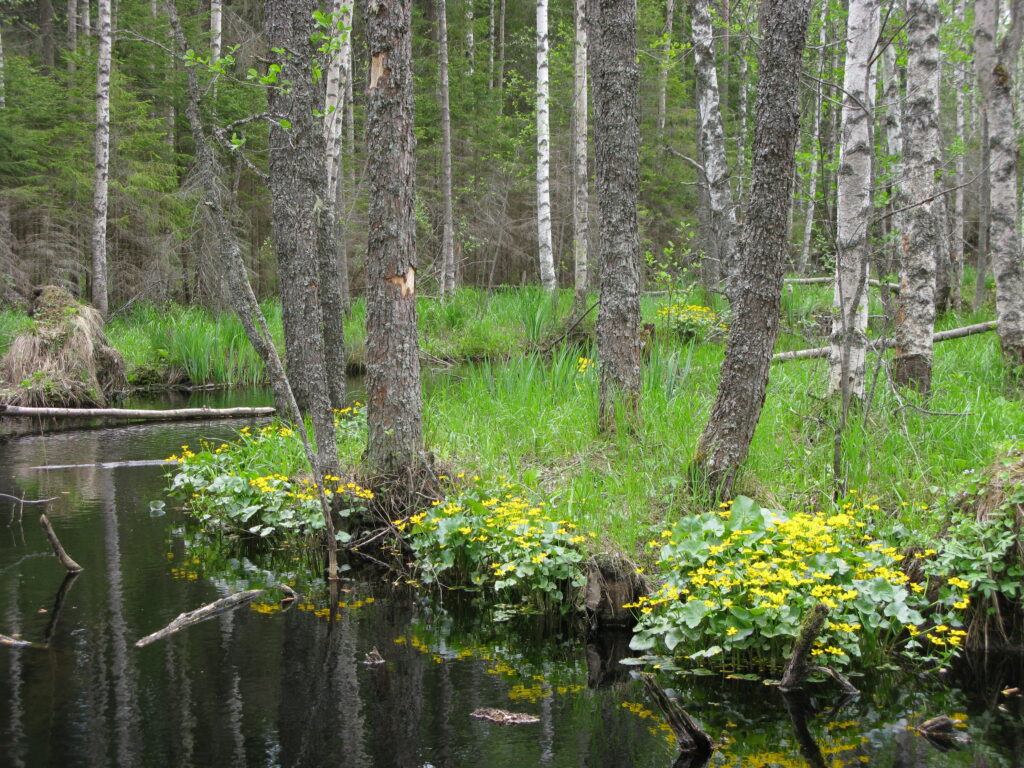 Rentukat kukkivat puron rannalla