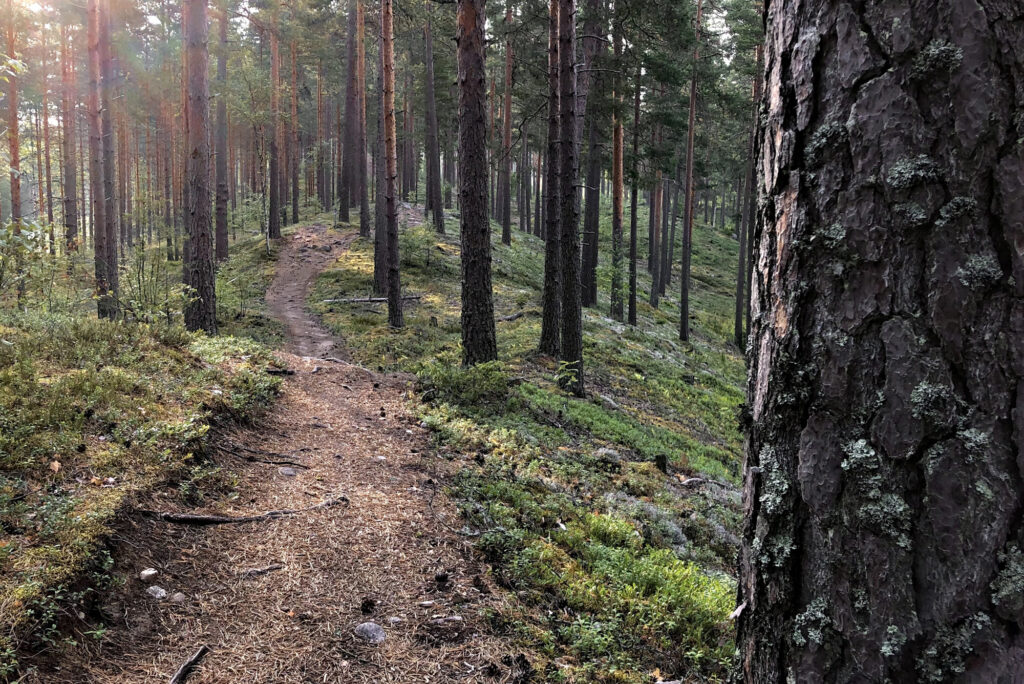 Hiekkainen polku harjumetsässä auringonlaskun valossa.