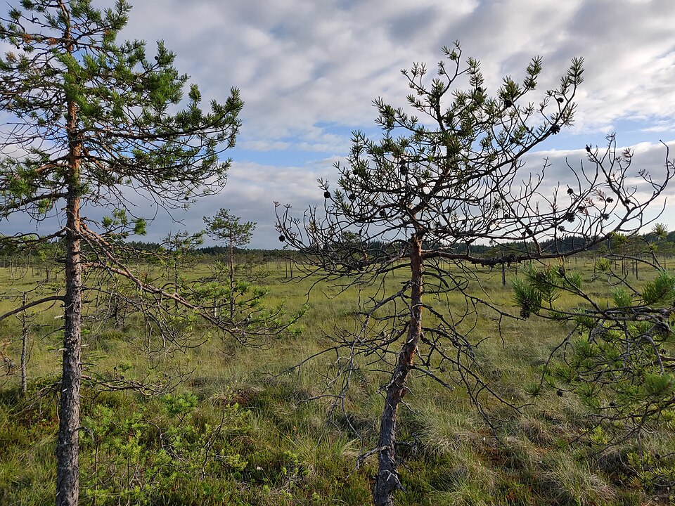 Kituliaita mäntyjä suomaisemassa