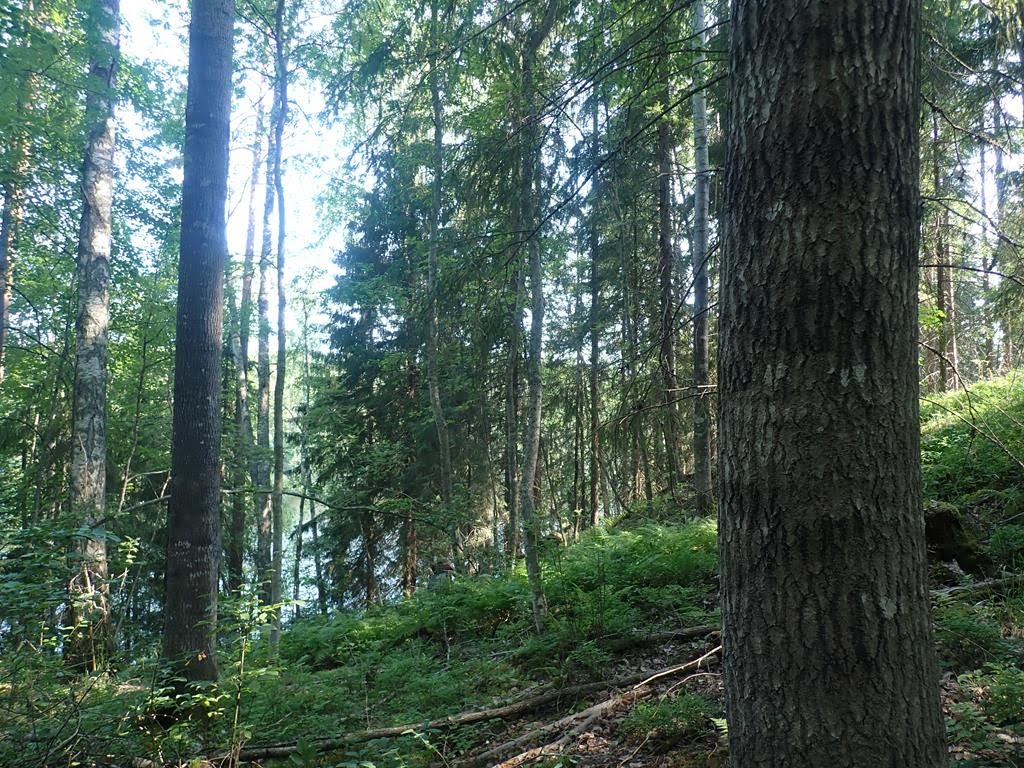 Valoisaa lehtometsää. Järvi siintää taustalla.