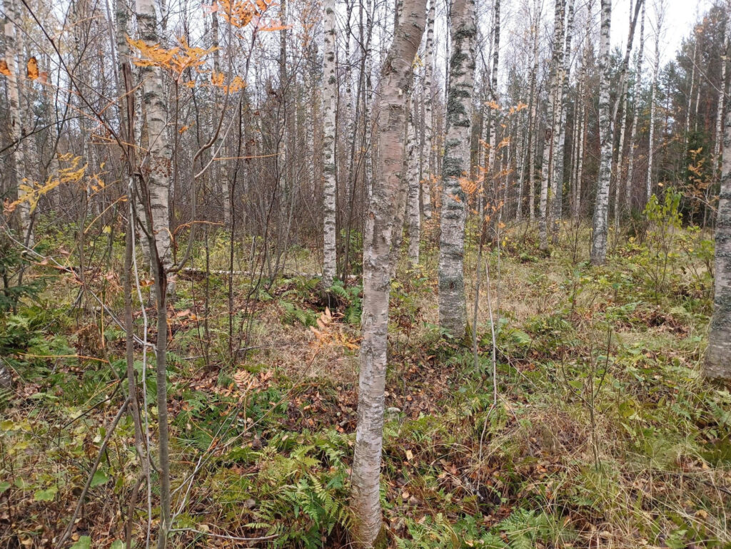 Isosuo, Hartola. Rehevä ruohoturvekangas