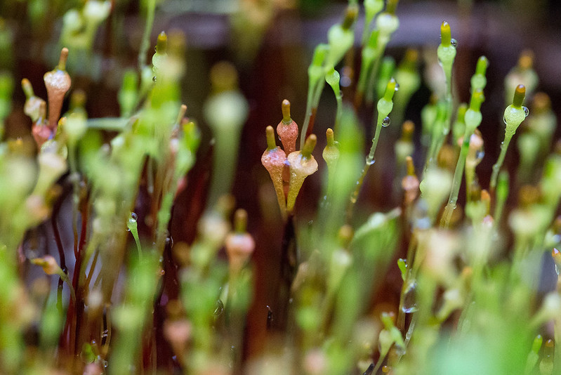 p&auml;&auml;ryn&auml;sompasammal