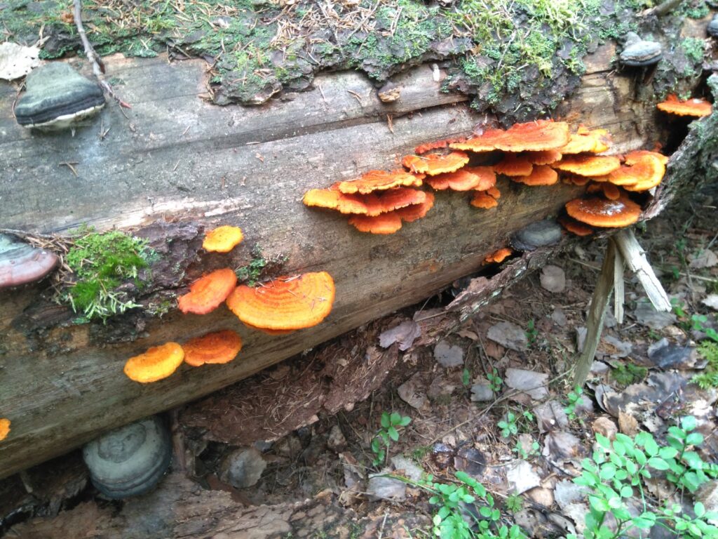 Rusok&auml;&auml;p&auml;. kuva: Ina Rosberg